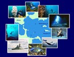 Scuba Diving Tours