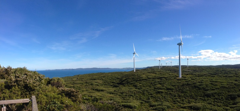 Wildflowers at the Albany Windfarm