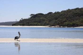 Western Australian Pelican on Oyster Harbour, Albany