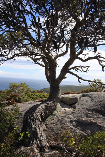 Determined Tree at Stony Hill, Torndirrup NP, Albany