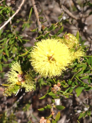 Wildflowers at Two People's Bay