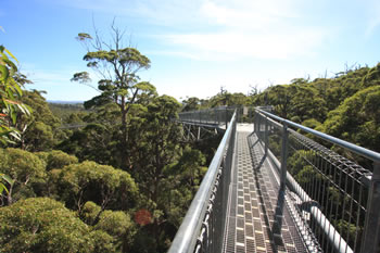 Bibbulmun Track through the Valley of the Giants