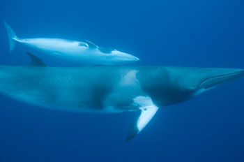 Minke Whale