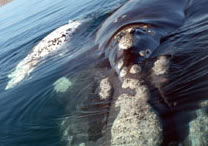 Southern Right Whale