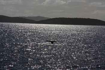 Whale Tale Photograph