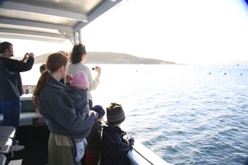 Whale Watching in Albany, Australia