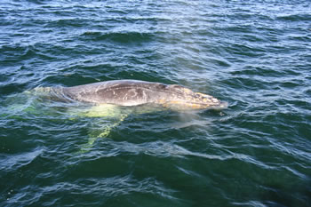 Albany Pier (Cruises & Whale Watching)