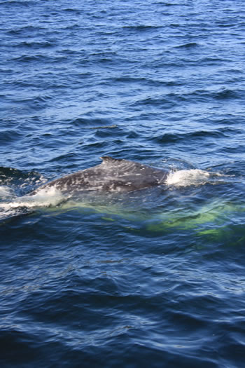 Humpback Whale and Calf, Albany