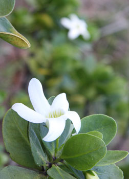 Sticky Tail Flower