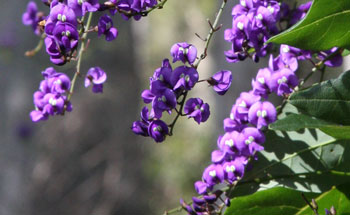 Native Wisteria