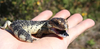 Blue Tongue Lizard Denmark